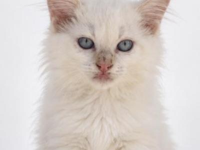 Micky - Ragdoll - Gallery Photo #1