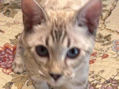 Sno Flurry - Bengal - Gallery Photo #1