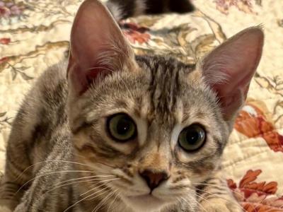 Precious Man - Bengal - Gallery Photo #1