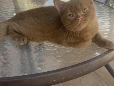 Orlando - British Shorthair - Gallery Photo #1