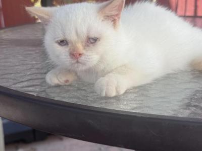 Odrey - British Shorthair - Gallery Photo #1