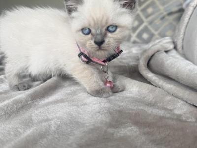 Siamese Blue Point Kittens Boy And Girl - Siamese - Gallery Photo #1