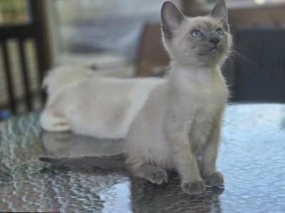 Colin Blue Point Siamese Kitten - Siamese - Gallery Photo #1