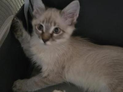 Kitten - Domestic - Gallery Photo #1