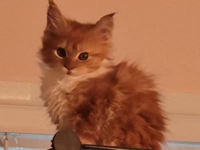 June - Maine Coon - Gallery Photo #1