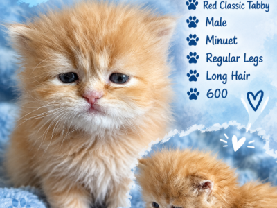 Butterfinger - Minuet - Gallery Photo #1