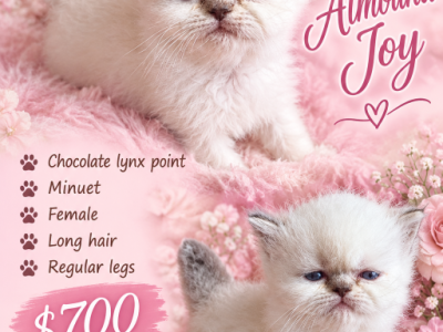 Almond Joy - Minuet - Gallery Photo #1