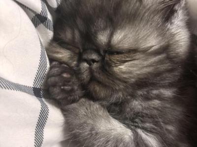 Beautiful Exotics & Persians All Colors - Persian - Gallery Photo #1