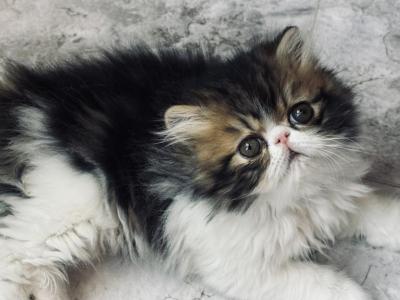 Brown Tabby And White  Boy - Persian - Gallery Photo #1