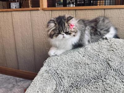 Shoshanna Girl - Persian - Gallery Photo #1