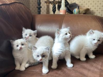 Isabel And Bradley Kittens - Ragdoll - Gallery Photo #1