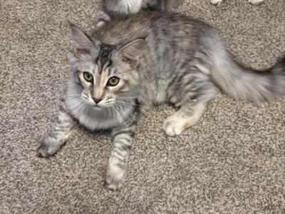 Tizzy - Maine Coon - Gallery Photo #1