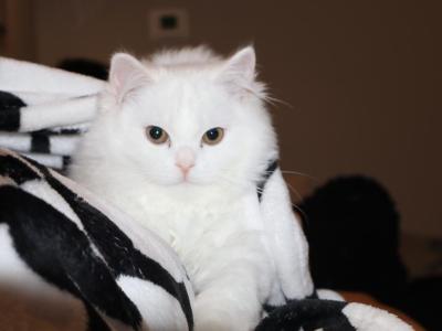 Leo - Persian - Gallery Photo #1