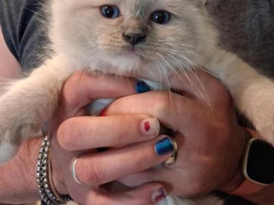 Ragdoll Litter - Ragdoll - Gallery Photo #1