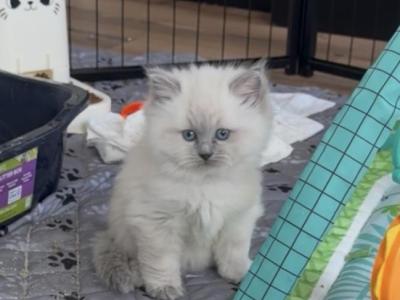 Violets Babies - Ragdoll - Gallery Photo #1