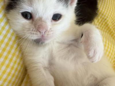 Mars - Persian - Gallery Photo #1
