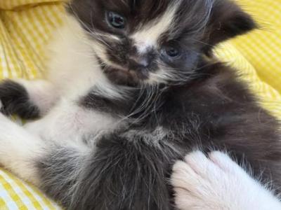 Dolly - Persian - Gallery Photo #1