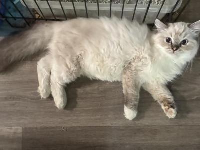 Big Pants - Ragdoll - Gallery Photo #1