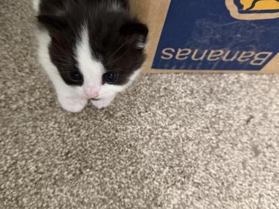 Lola - Persian - Gallery Photo #1