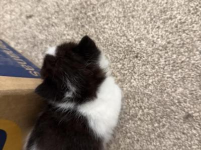 Lola - Persian - Gallery Photo #1