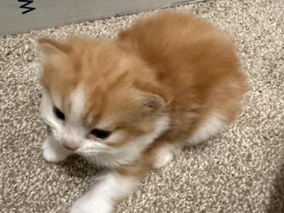 Whiskey - Persian - Gallery Photo #1