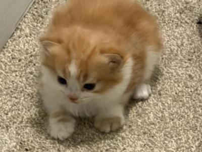 Whiskey - Persian - Gallery Photo #1