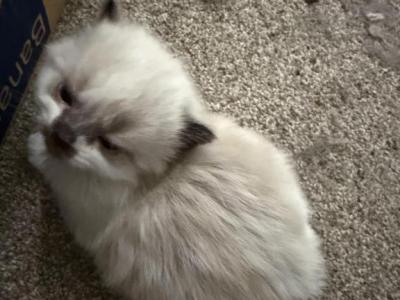 Mallow - Persian - Gallery Photo #1