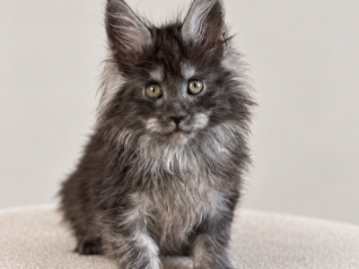 Litter W - Maine Coon - Gallery Photo #1