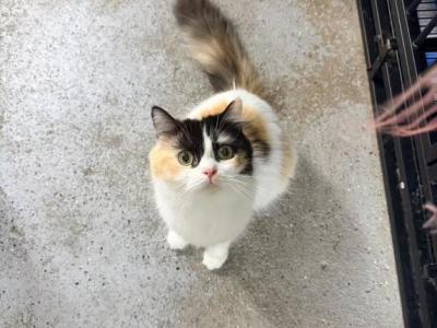 Twinkle Calico Kitty - British Shorthair - Gallery Photo #1