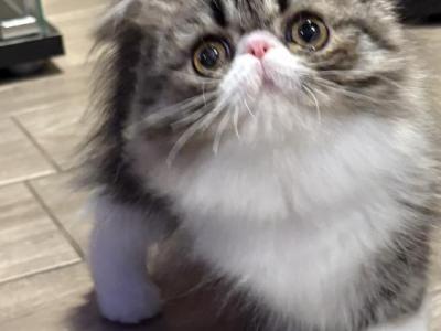 Maisie - Persian - Gallery Photo #1