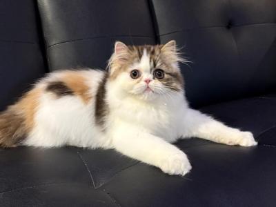 Tilly - Persian - Gallery Photo #1