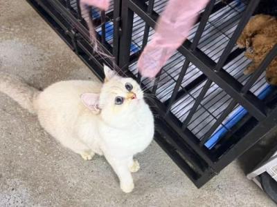 Tiffany Golden Shade Kitty - British Shorthair - Gallery Photo #1