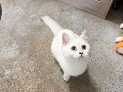 Stephanie Silver Charm - British Shorthair - Gallery Photo #1
