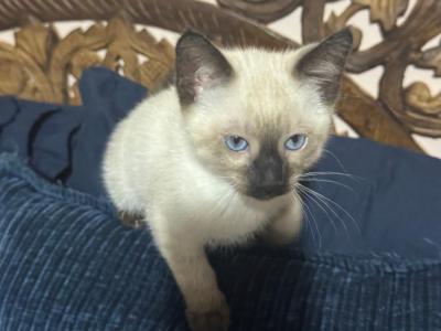 Purebred Siamese Kittens Looking For Loving Homes - Siamese - Gallery Photo #1
