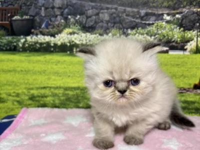 Gretel - Himalayan - Gallery Photo #1