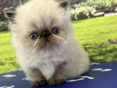 Hansel - Himalayan - Gallery Photo #1