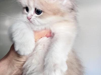 LaMajeur Cattery British Golden Kittens - British Shorthair - Gallery Photo #1