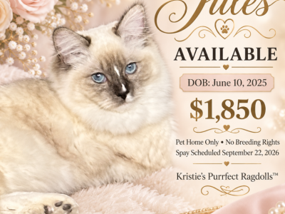Jules Beautiful Ragdoll - Ragdoll - Gallery Photo #1