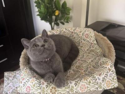 Soft Cloud - British Shorthair - Gallery Photo #1