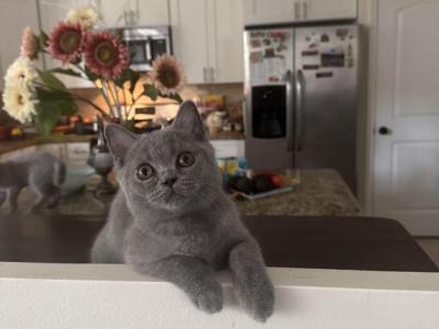 Blue Teddy - British Shorthair - Gallery Photo #1