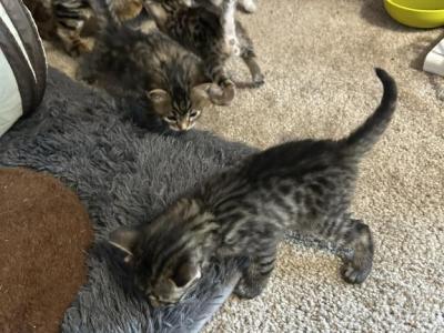 Bonnie And Bogus Long Hair Boy - Bengal - Gallery Photo #1