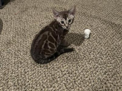 Tommy - Bengal - Gallery Photo #1