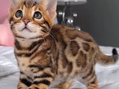 Bengal Kittens For Sell - Bengal - Gallery Photo #1