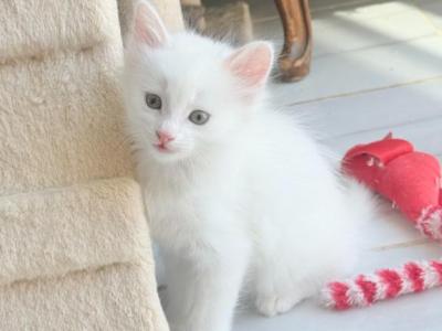 Turkish Angora Kittens - Turkish Angora - Gallery Photo #1