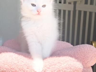 Turkish Angora Kittens - Turkish Angora - Gallery Photo #1