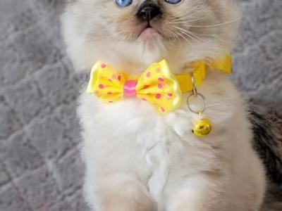 Ragdoll Kittens For Sell - Ragdoll - Gallery Photo #1