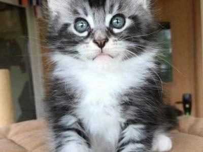 Maine Coon Kittens For Sell - Maine Coon - Gallery Photo #1