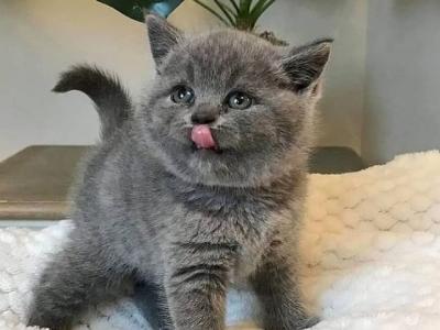 British Shorthair Kittens For Sell - British Shorthair - Gallery Photo #1