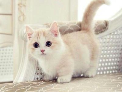 Munchkin Kittens For Sell - Munchkin - Gallery Photo #1