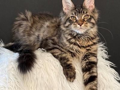 Malibu - Maine Coon - Gallery Photo #1